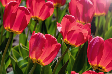 Tulips are blooming in spring