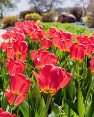 Fototapeta premium Tulips are blooming in spring