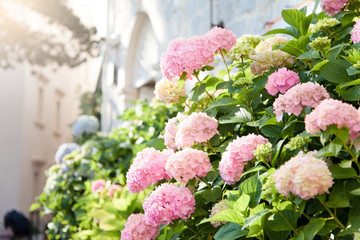 Hydrangea bushes at town street in Europe. Pink, blue, lilac, violet, purple flowers blooming in...