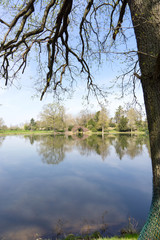 Fototapeta na wymiar Reflection of trees in the calm lake in spring