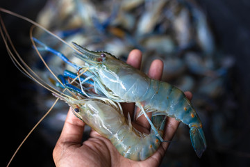 Close up of fresh prawns on hand.