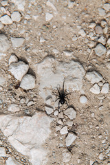 A large black spider crawls on a stone