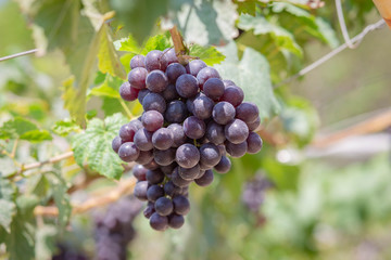 Harvest grapes. View of vineyard with bunches of ripe grapes.
