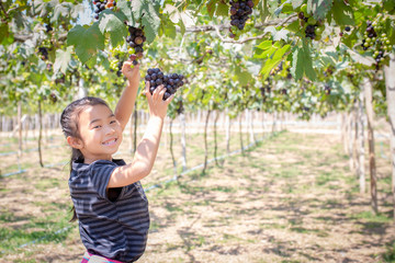 little girl picking grapes in a vineyard.