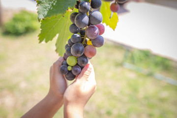 Harvest grapes. View of vineyard with bunches of ripe grapes.