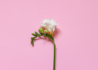 White freesia flower on the pink background close up. Top view