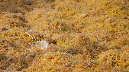 Pollution of plastic bottle and sargassum seaweed on the beach