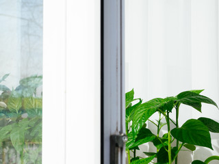 Young seedlings of plants in close-up. Growing organic products and bio-products at home. Seedlings of peppers, copyspace. Home-grown vegetables without pesticides, chemicals or fertilizers