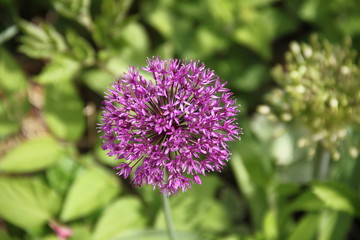 Allium pink opening flower head bud
