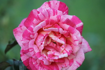 flor rosa con blanco