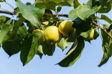 Fresh juicy apples on a tree. Summer colors.