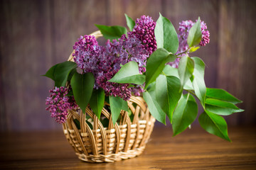 bouquet of beautiful blooming lilacs in a basket