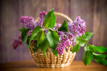 bouquet of beautiful blooming lilacs in a basket