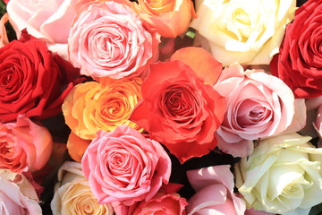 Colorful wedding roses