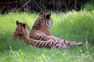 Königstiger (Panthera tigris tigris) auch Bengal-Tiger oder Indischer Tiger, Paar liegt im Gras