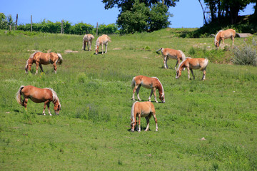 Haflinger Gruppe Reitpferde auf Weide