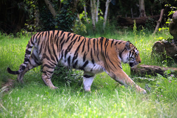 Königstiger (Panthera tigris tigris) auch Bengal-Tiger oder Indischer Tiger, Raubtier