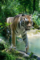 Königstiger (Panthera tigris tigris) auch Bengal-Tiger oder Indischer Tiger, geht am Wasserrand