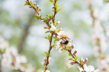 Bumblebee on a flowering tree