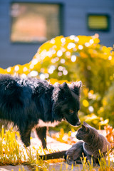 Dog and cat together in garden nature in sunlight