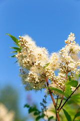 Spring flowers. White flowers of blooming bird cherry tree - in Latin Prunus maackii