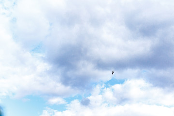 bird flies in the sky with clouds