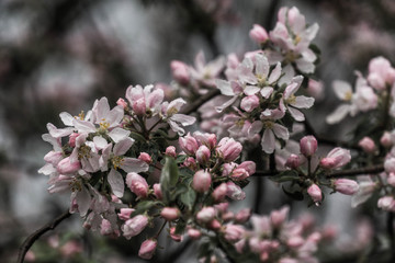 Apple blossom