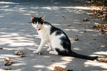 domestic cat at street
