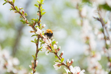 Bumblebee on a flowering tree