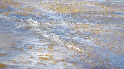 Sargassum seaweed on the sea in a tiny wave