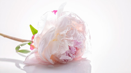 Pink peony on a white background. Isolated object. Closeup. WEB banner format