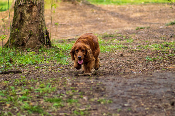 dog in park