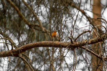 bird on tree