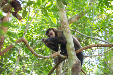 Macaco