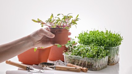 Female hand holds beetroot sprouts. Microgreen in plastic boxes and garden tools on a white background. Growing green sprouts at home.