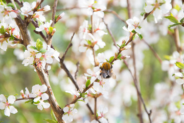 Bumblebee on a flowering tree