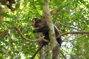 Macaco