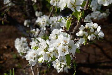 Tree with flowers in spring