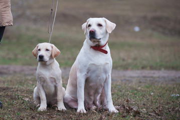 mom dog and puppy, labrodor family
