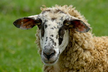 Sheep head on green background, close up view. Sheep Portrait.