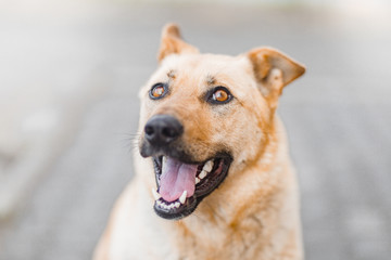 Portrait of a red dog similar to a German shepherd