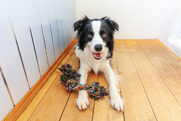 Funny portrait of cute smiling puppy dog border collie holding colourful rope toy in mouth. New lovely member of family little dog at home playing with owner. Pet care and animals concept.