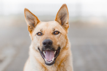 Portrait of a red dog similar to a German shepherd