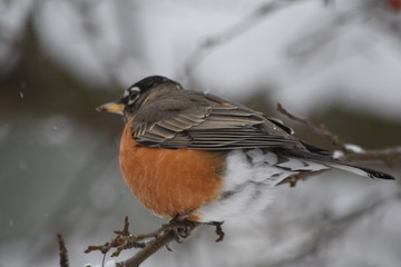 Robin Perched on a Branch in Washington DC 2