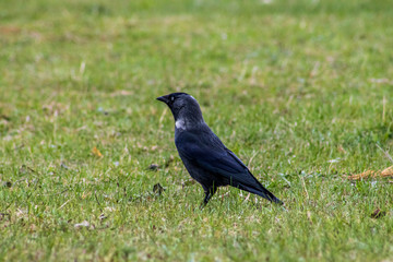 bird on the grass