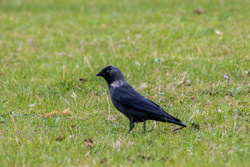 bird on the grass