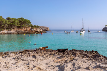 Fototapeta na wymiar Seascape view of the famous bay Cala Turqueta with two walking goats in the foreground. Menorca, Balearic islands, Spain
