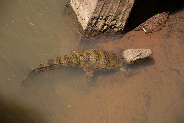 Crocodilo