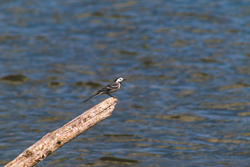 bird on the water