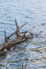 tree in the water